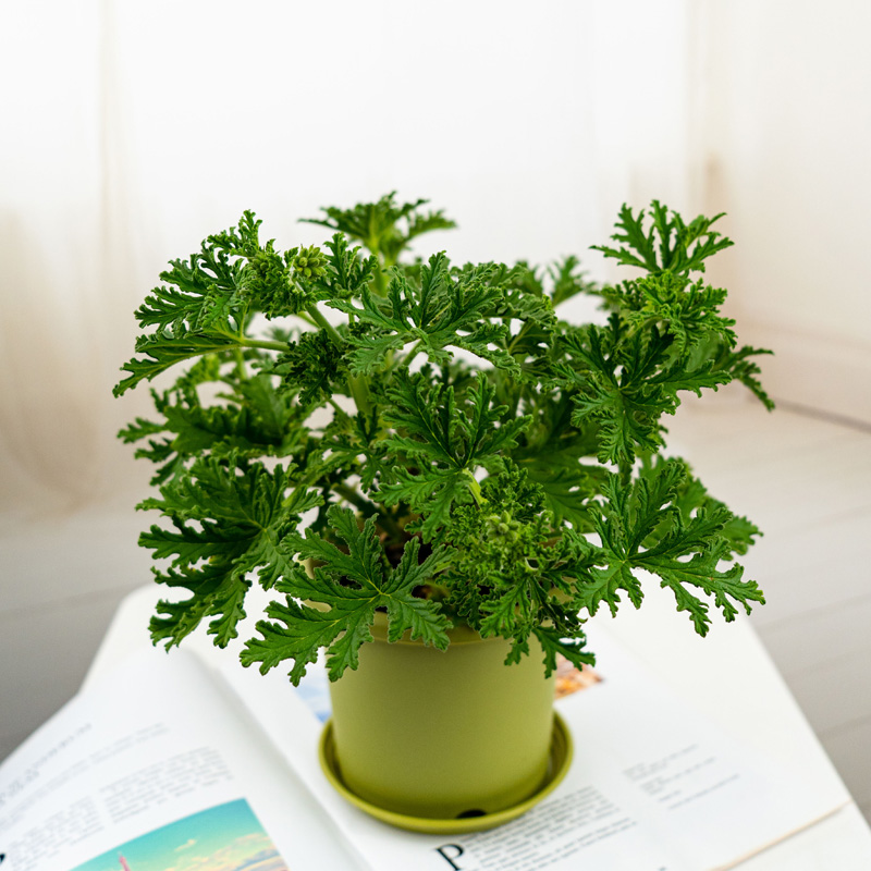 驱蚊香草天竺葵盆栽植物花卉室外庭院防蚊虫香草四季好养提神绿植