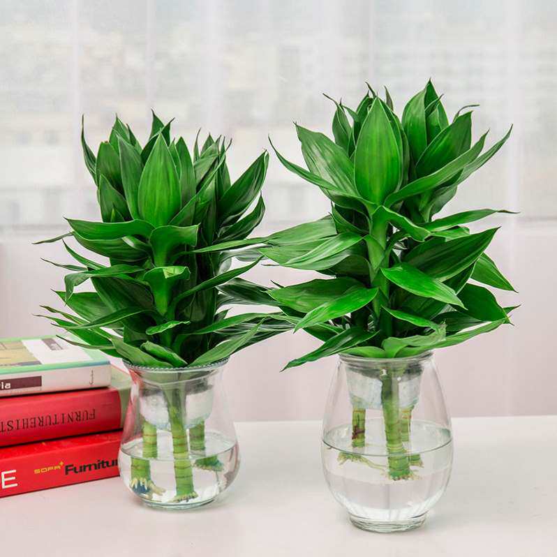 盆景生根大叶带跟的富贵竹 水养绿竹 富贵竹节节高室内转运饰品