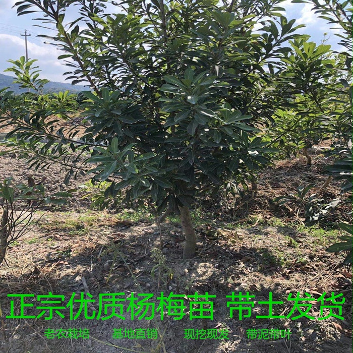 精品造型杨梅树苗南北方种植嫁接东魁杨梅嫁接苗庭院种植杨梅带土