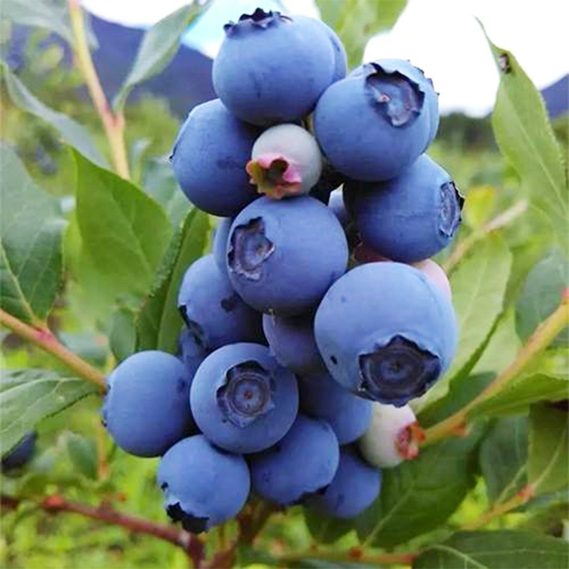 蓝莓苗盆栽地栽果树耐寒耐热全国种植易成活包结果当年结果奥尼尔