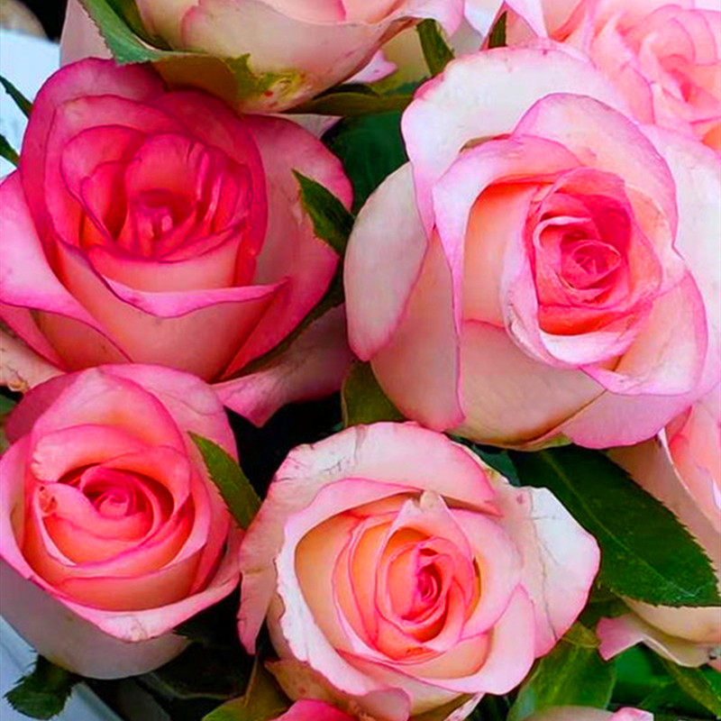 玫瑰花苗花卉特大四季花带花苞室内外阳台观花绿植物蔷薇月季盆栽