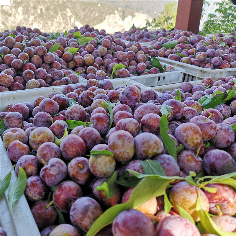 【产地直发】正宗四川汶川脆红李子水果新鲜当季整箱青脱骨李5斤