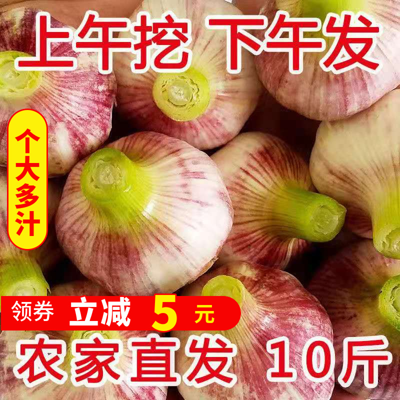 现挖紫皮大蒜头湿蒜多瓣蒜10斤新鲜