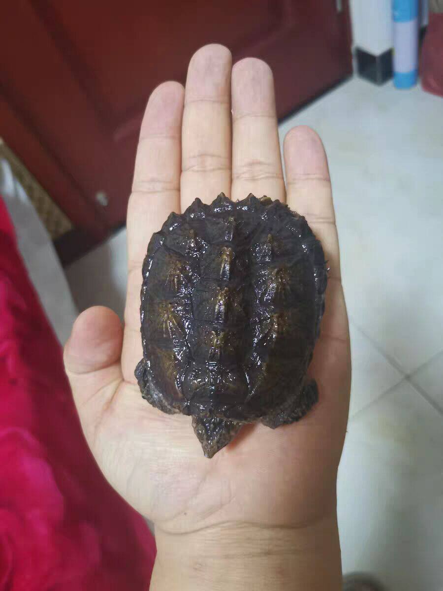 观赏北美小鳄龟苗淡水外塘爆刺王杂佛小乌龟宠物龟佛鳄情侣活体