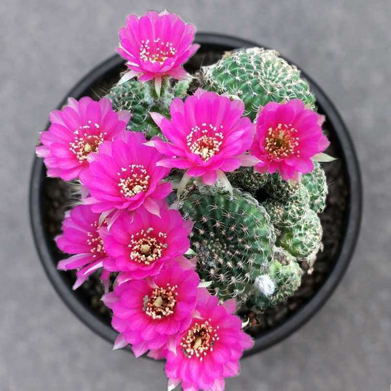 新品球球也疯狂 阳春丸 阳圣丸 丽花属脂粉丸亚种