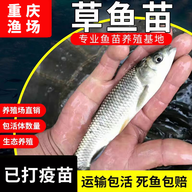 草鱼苗活鱼批发30厘米淡水养殖食用