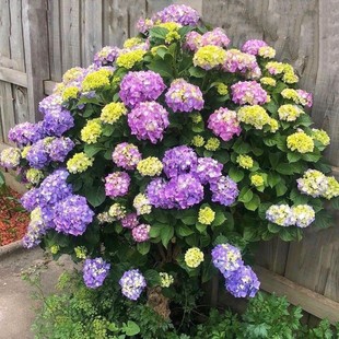 特大无尽夏绣球花苗高杆苗阳台别墅庭院地栽盆栽植物耐寒四季老桩