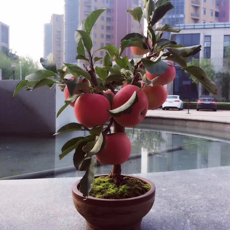 69 家居饰品 69 百变造型香皂 69 盆栽 苹果树 果树苗 阳台