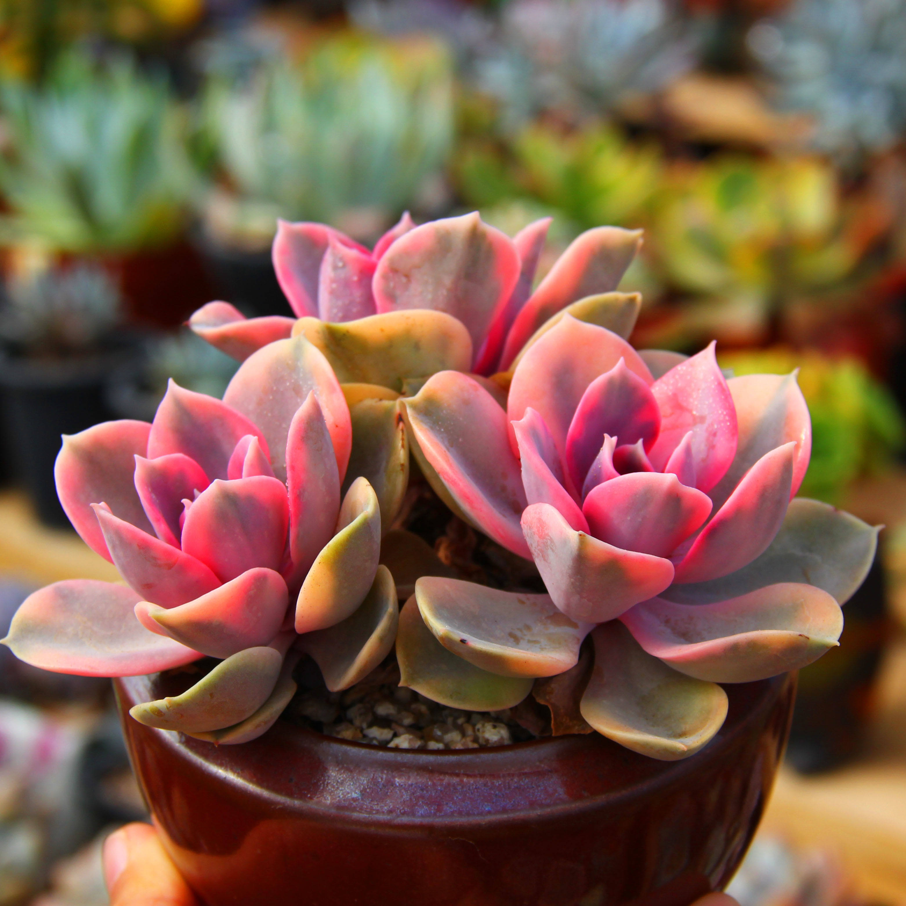 韩国进口多肉植物——彩虹糖大额优惠券