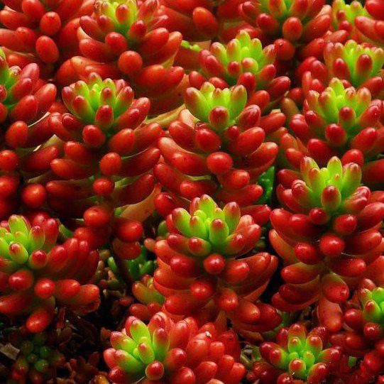 虹之玉虹之玉锦多肉植物新手多肉萌肉肉组合盆栽陌上花