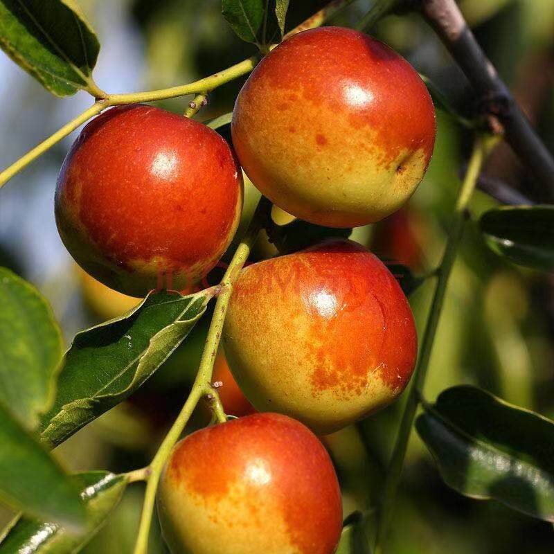 一折陕西大荔冬枣新鲜脆甜大枣子