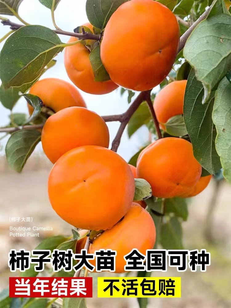 柿子树苗无籽无核脆甜柿子苗耐寒盆栽地栽南方北方种植当年结果