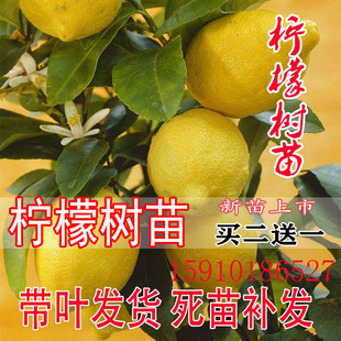 柠檬树苗香水柠檬苗树盆栽地栽四季室内阳台南方北方食用水果树苗
