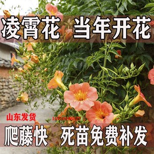 爬藤凌霄花苗盆栽地栽大苗阳台庭院绿化攀援花卉美国凌霄耐寒植物