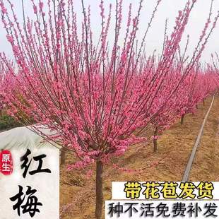 耐寒红梅花树苗地栽庭院浓香型四季花卉植物骨里红梅高杆绿梅室外