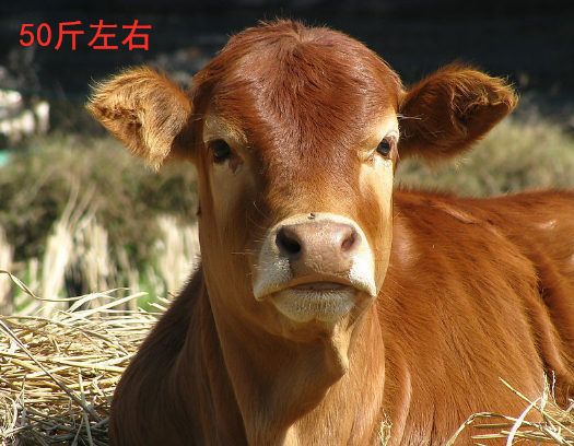 牛头整只生新鲜半整个带皮牛脸肉当天