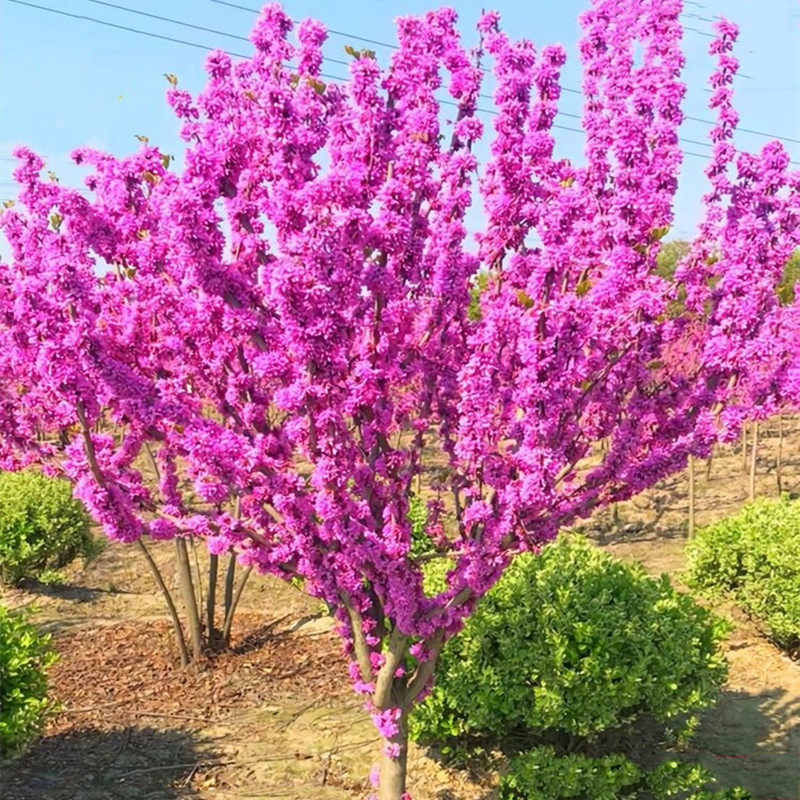 紫荆花苗紫荆树苗独干丛生紫荆树苗满条红紫荆花苗灌木树苗绿化苗