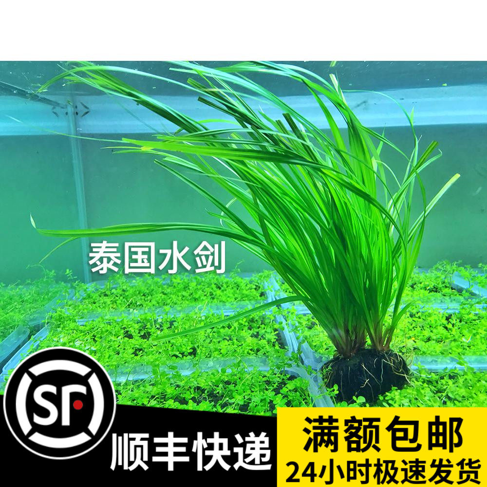 泰国水剑品牌精品汇聚_价格大全 pc版 -最宠网