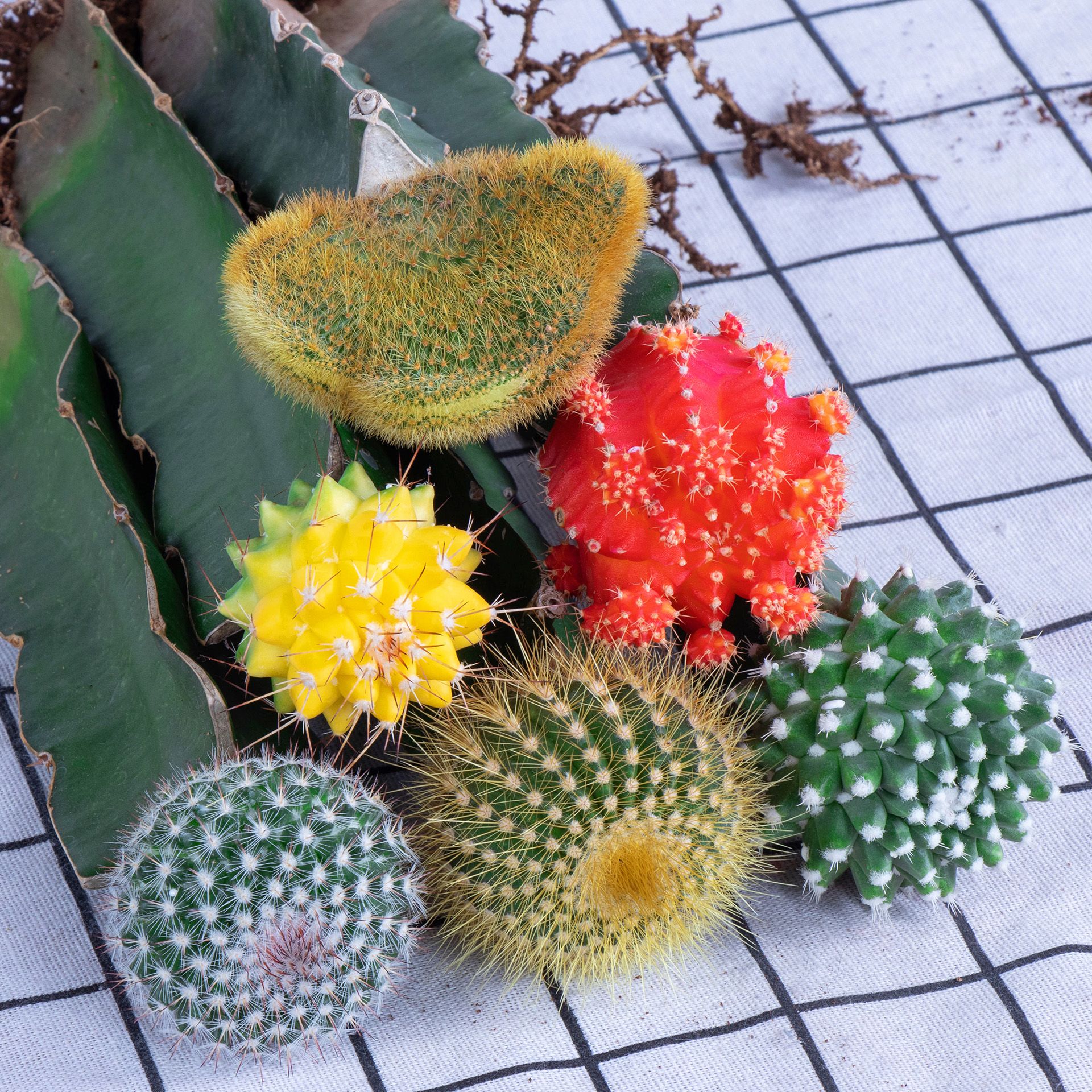 仙人掌多肉植物桌面电脑防辐射开花仙人球盆栽室内花卉办公桌绿植