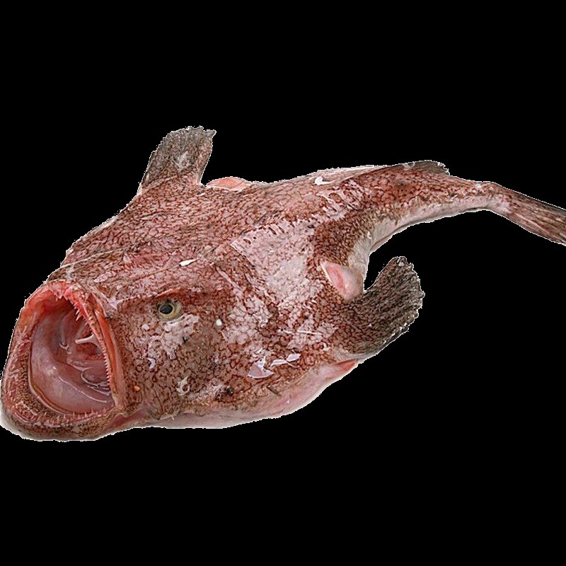 8斤条大安康鱼整条大嘴鱼新鲜鲜活蛤蟆鱼鮟鱇鱼其它