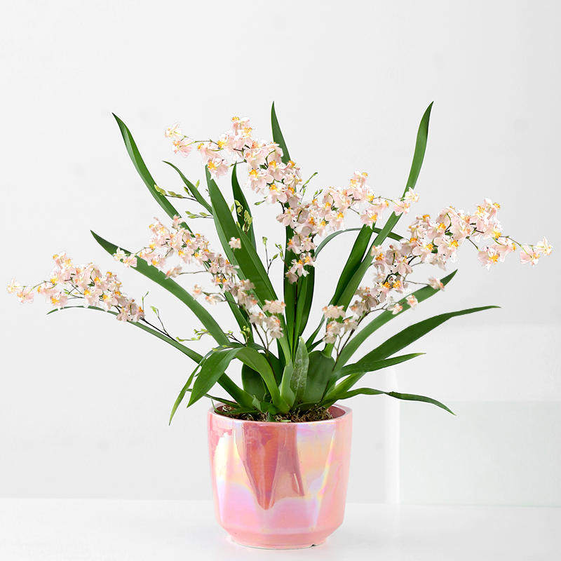 梦香兰盆栽带花文心兰带花苞梦香兰跳舞兰水培盆栽冬水养植物室内