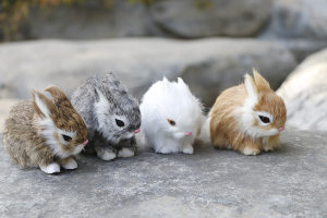 真兔子小的真兔动物图片