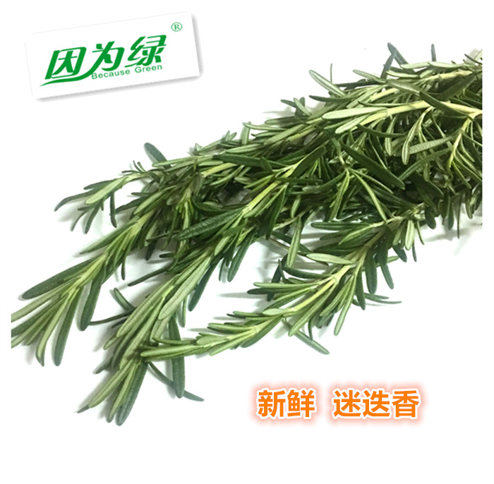 新鲜香料 迷迭香 西餐摆盘装饰 100g/袋 江浙沪皖5件包邮