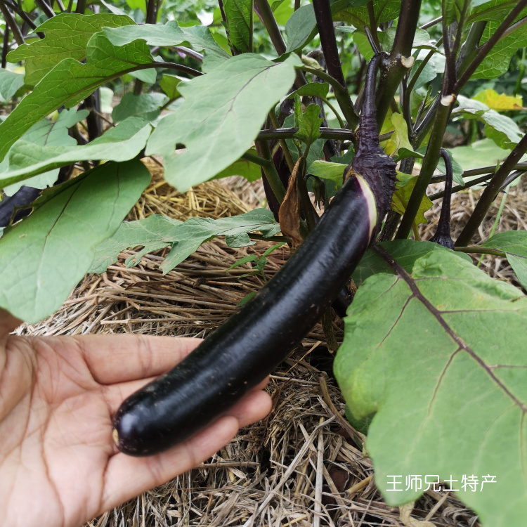 南雄本地茄子粤北韶关山区户外种植的新鲜蔬菜