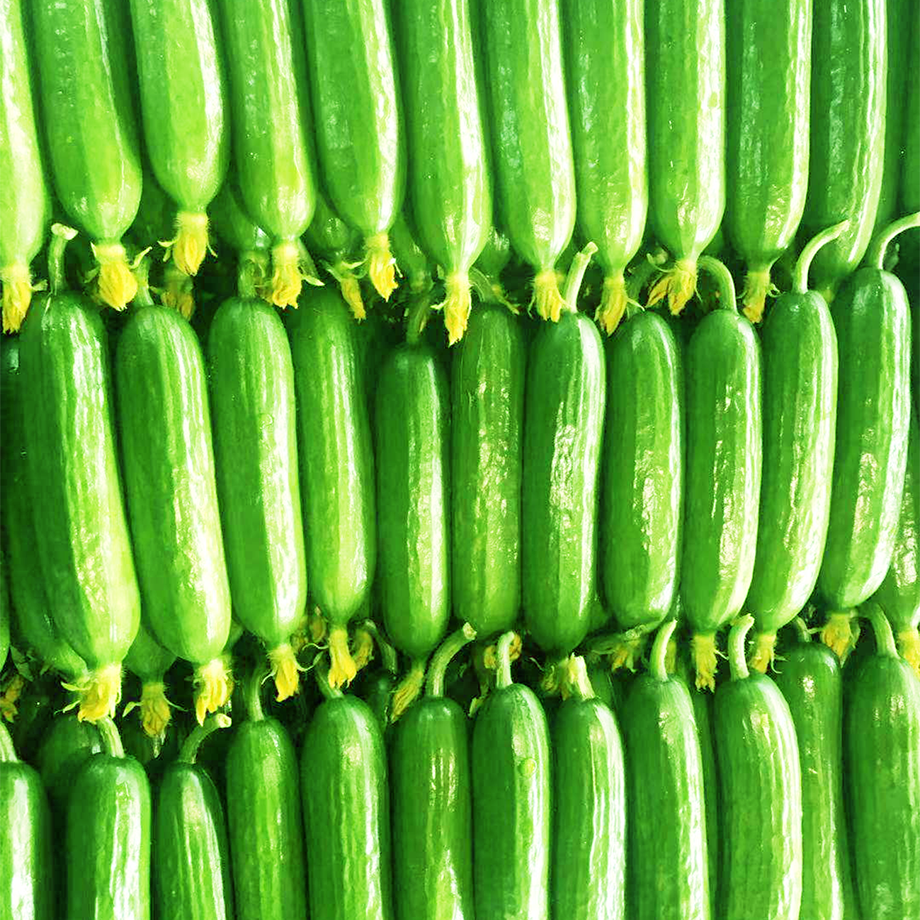 水果黄瓜新鲜_新鲜无刺水果小青瓜蔬菜荷兰迷你山东农家小黄瓜孕妇5斤