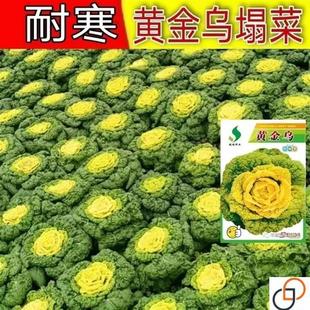 黄心乌塌菜种子耐寒黄心菜种籽菊花心菜籽种易种黄金乌蔬菜种子