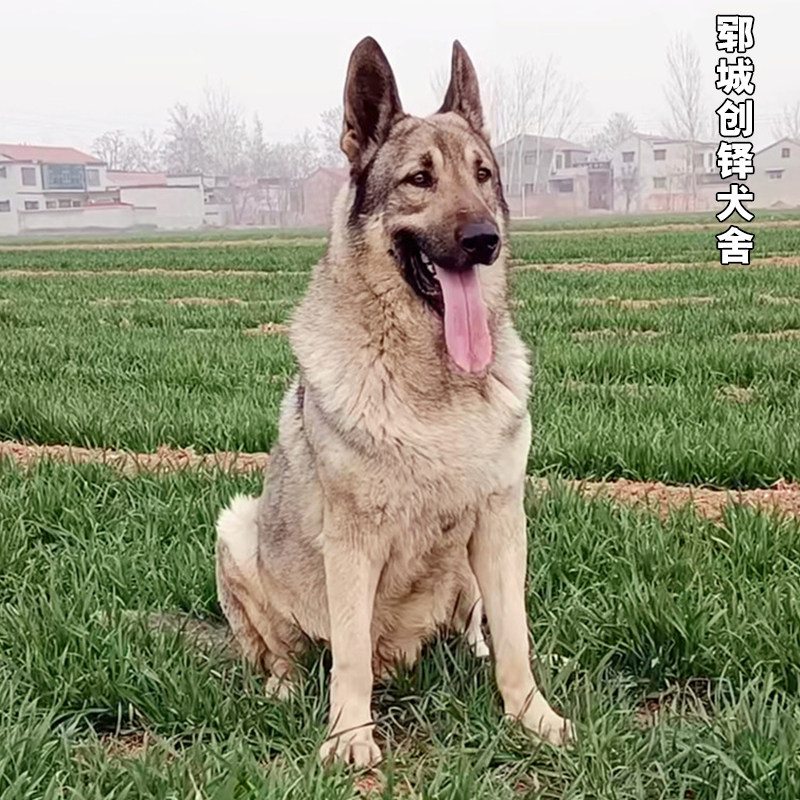 狼青犬活体-特价促销-优惠券领取-价格|多少钱|什么