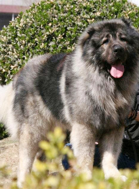 纯种高加索犬熊版巨型俄罗斯超大活幼体大型护卫犬宠物犬狗狗幼犬