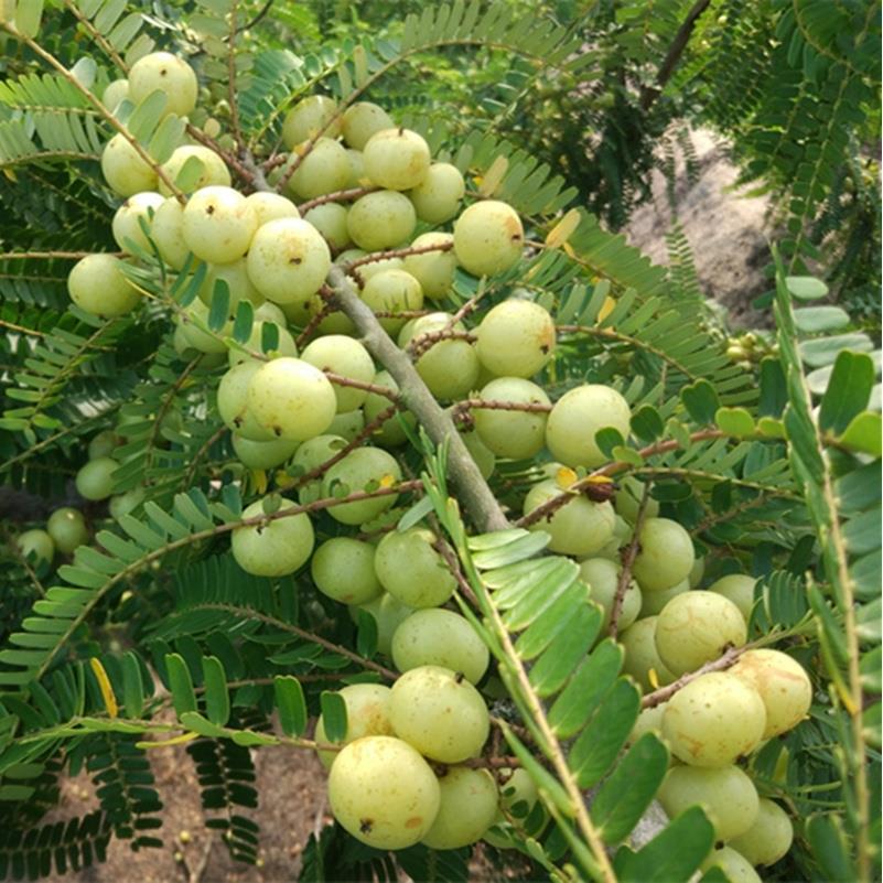 1斤新鲜油甘子余甘果牛甘果油柑子橄榄孕妇酸整箱包邮
