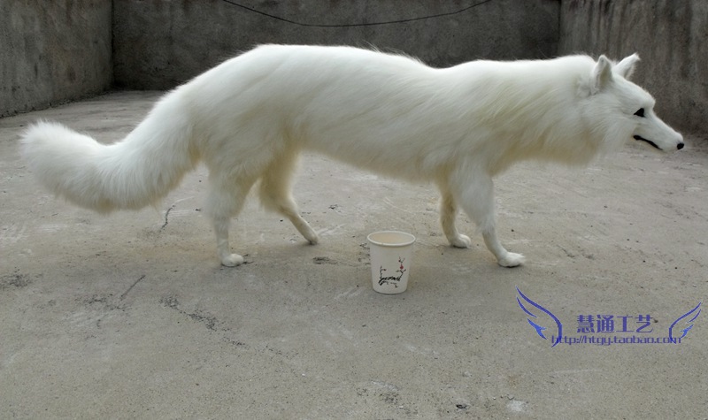 狐狸哥