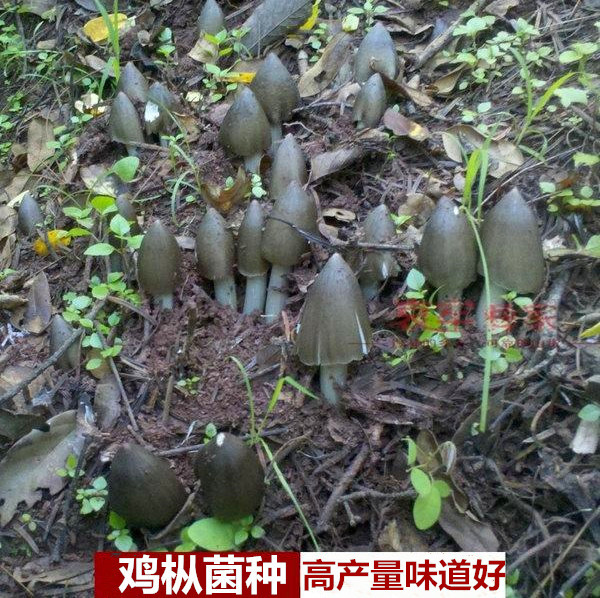 鸡枞菌子种人工鸡枞菌菌种可室内外种植鸡枞种子云南原种种植包