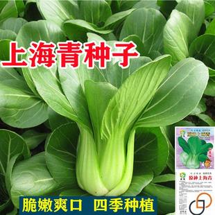 上海青高产小油菜矮脚小青菜农家菜园易种蔬菜种籽四季大田种