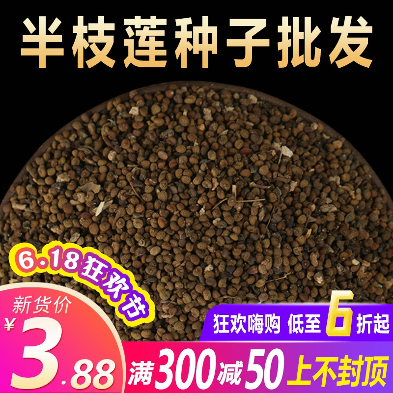 新采中草药材籽半枝莲种子并头草韩信