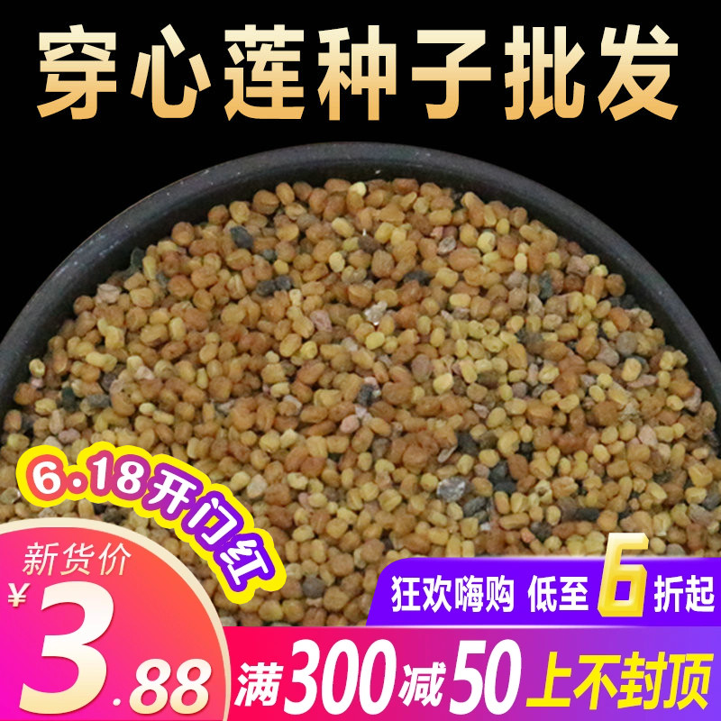 非菜用 穿心莲种子 药用中药材四季