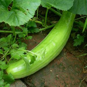 青皮脆瓜中华菜瓜种子绿皮白瓤四季早熟水果农家田园春秋蔬菜种孑