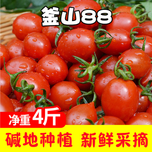 釜山88小番茄玲珑樱桃柿子迷你水果西红柿新鲜蔬菜圣女果千禧孕妇