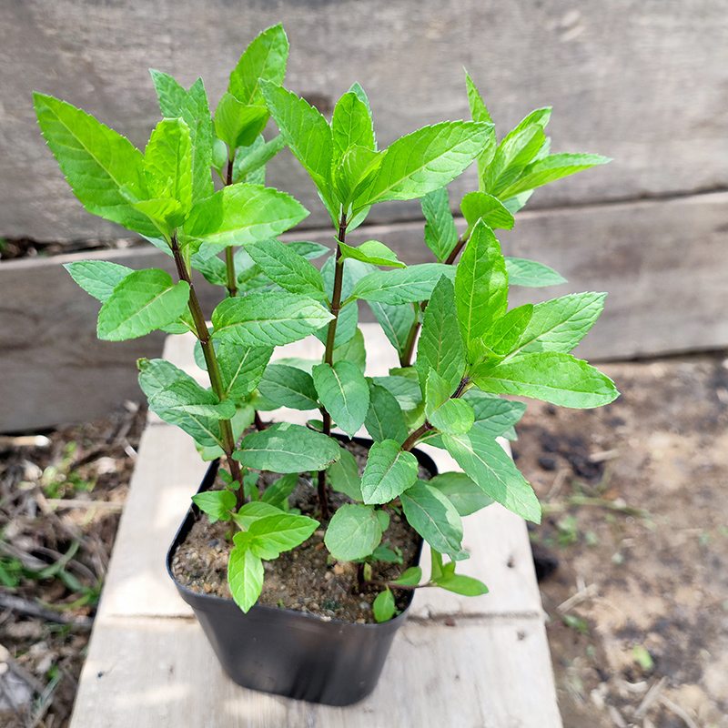 河南小叶十香菜可食用薄荷盆栽植物鱼香菜种植苗幼苗阳台室内好养