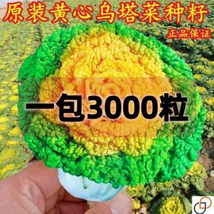 黄心乌塌菜种子耐寒黄心菜种籽菊花心菜籽种易种黄金乌蔬菜种子