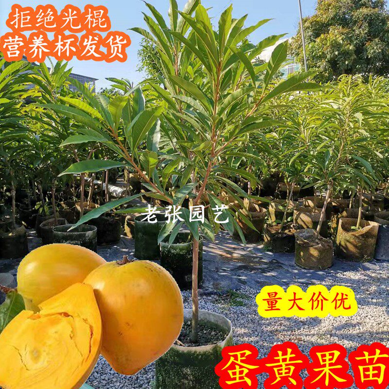 鸡蛋树(鸡蛋花树图片) - 123植物网