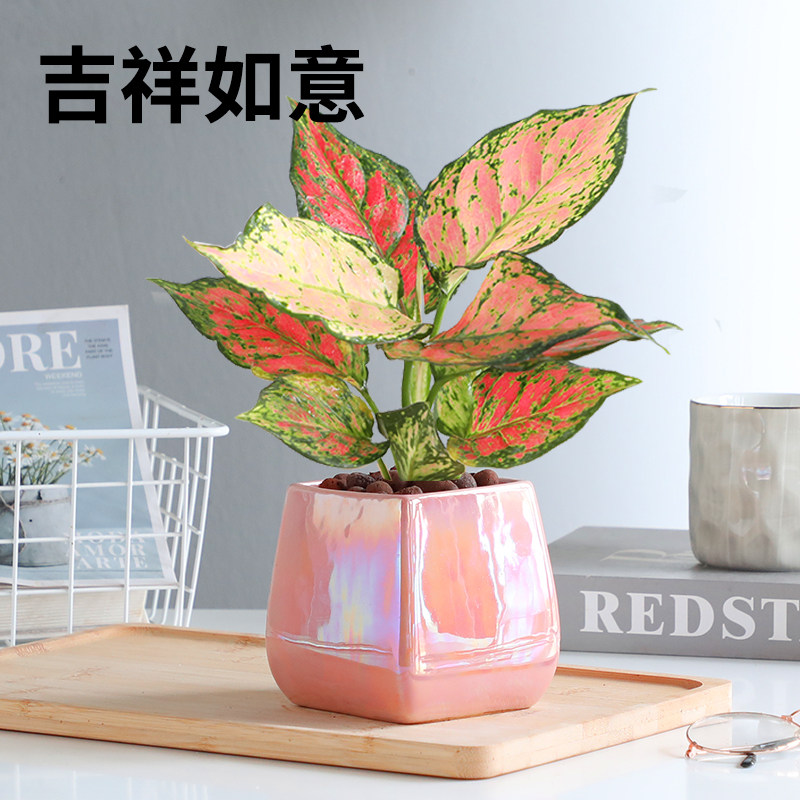 吉祥如意花盆栽植物