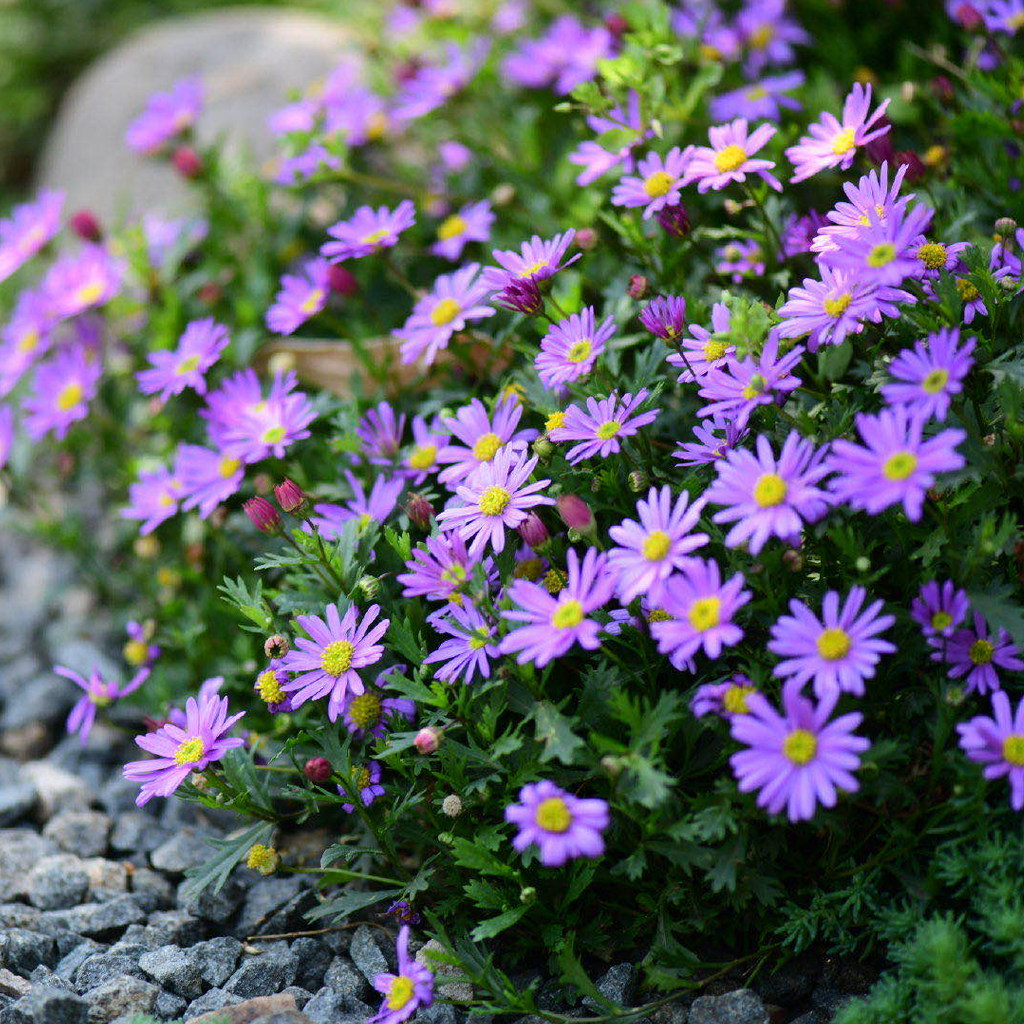 姬小菊盆栽 多年生宿根菊花花苗四季花卉易爆花庭院阳台花卉植物
