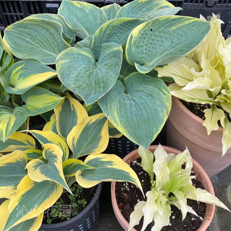 进口新品玉簪盆栽花苗 白羽毛奥拓凯瑟琳多年生耐热耐荫观叶植物