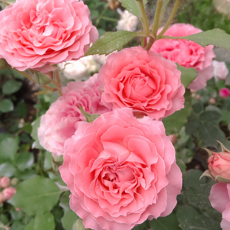 珊瑚果冻月季勤花欧月抗病波浪裙边花卉四季开花灌木花苗香味浓郁