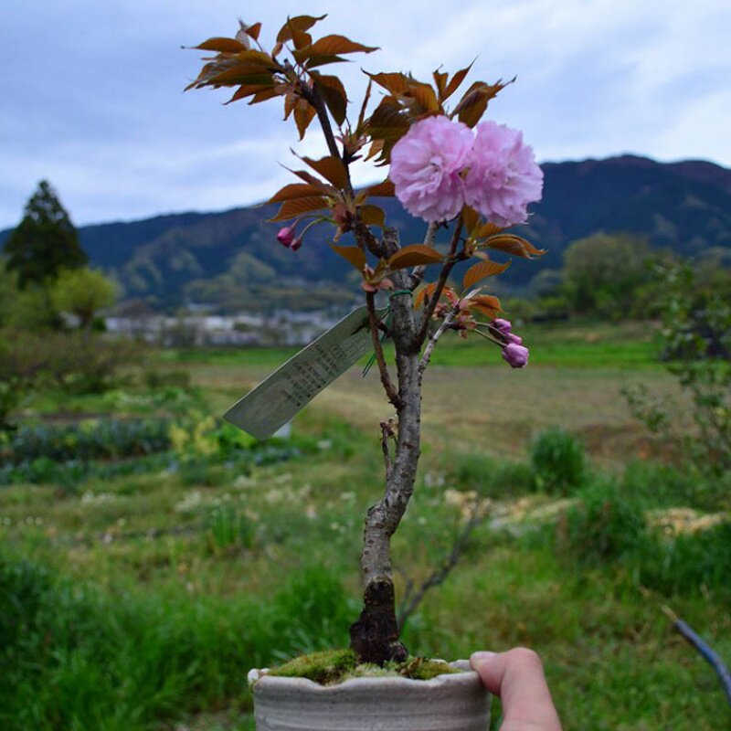 樱花树苗矮化盆景室内外花卉绿植物盆栽微型四季开花不断好养