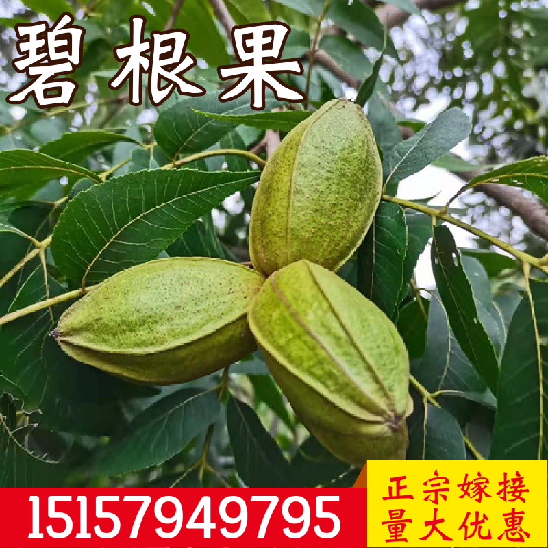碧根果苗嫁接树苗薄皮山核桃树苗南北方庭院地栽大苗当年结果树苗