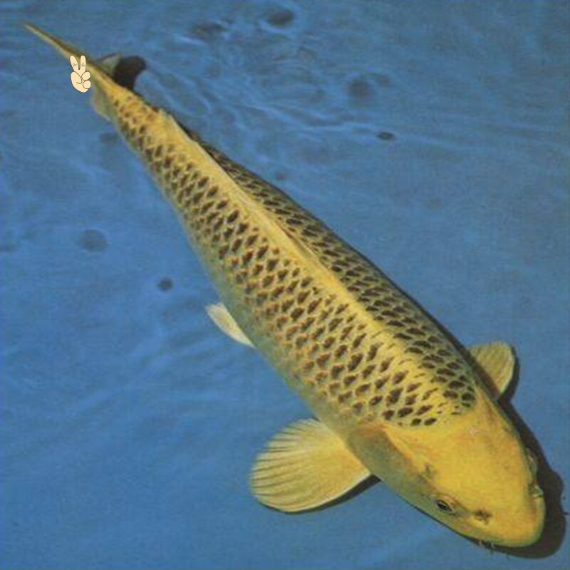 诚森日本纯种进口金松锦鲤活体大型观赏冷水鱼苗精品运输包邮